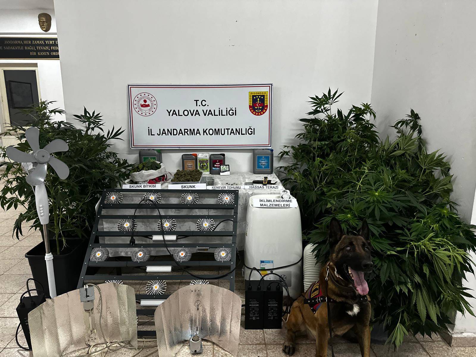 Yalova’da Uyuşturucu Serasına Jandarma Baskını!