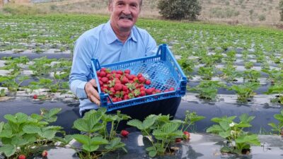 Köprübaşı’nda Kasım Ayında Çi̇lek Bereketi̇