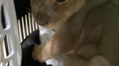 Tarım ve Orman Bakanlığı’ndan Yasa Dışı Afrika Aslanı Operasyonu